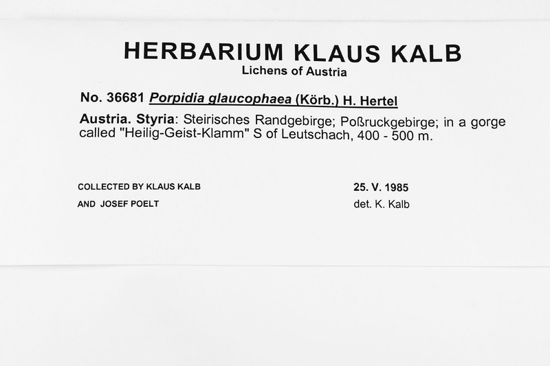 Porpidia Lichen