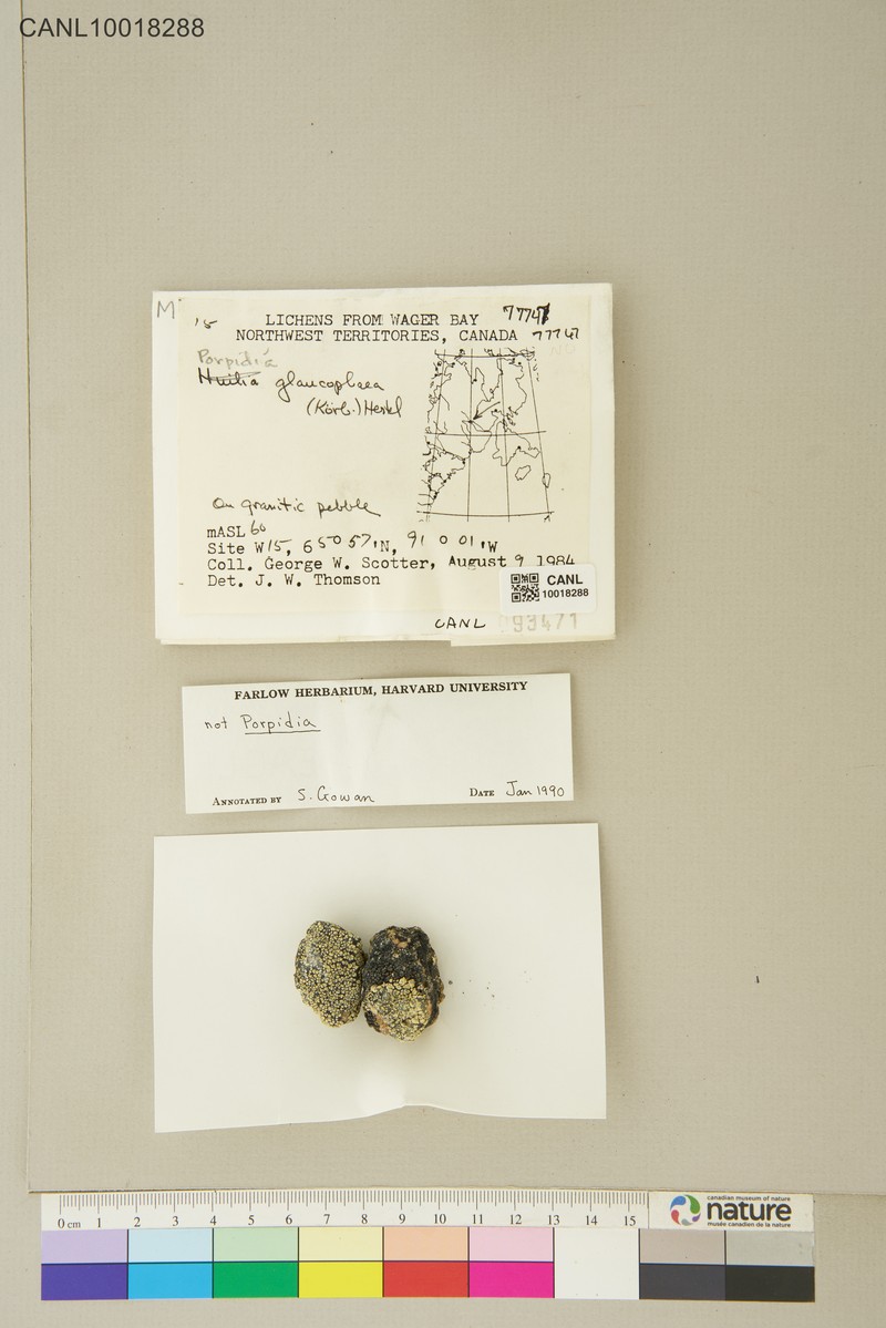 Porpidia Lichen photo 2