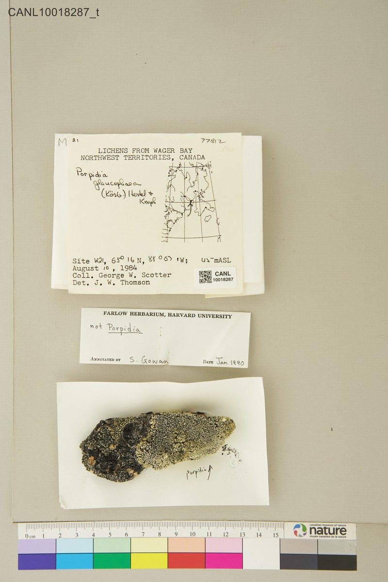 Porpidia Lichen photo 3
