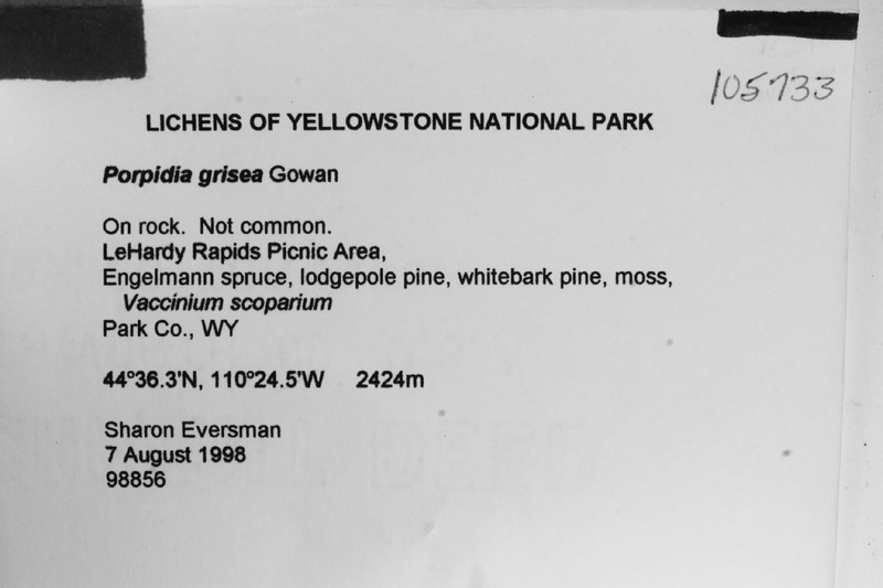 Porpidia Lichen