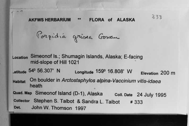 Porpidia Lichen photo 2