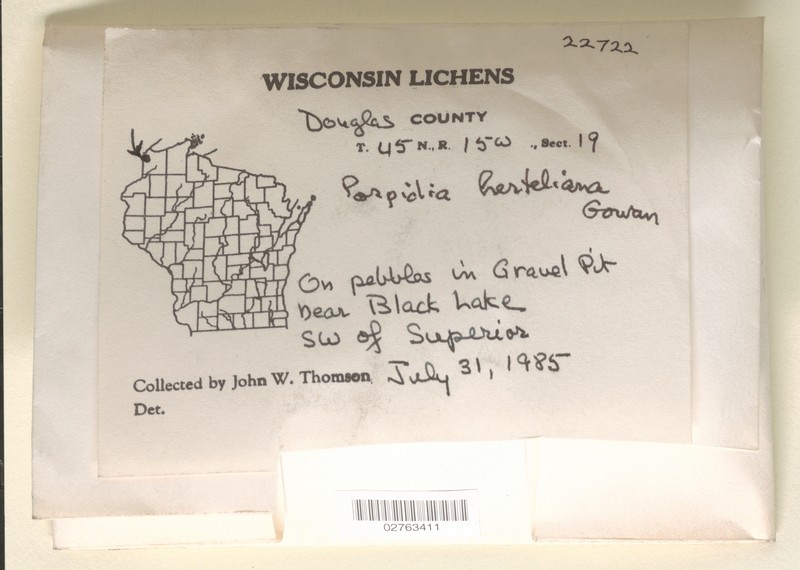 Hertel's Porpidia Lichen photo 2