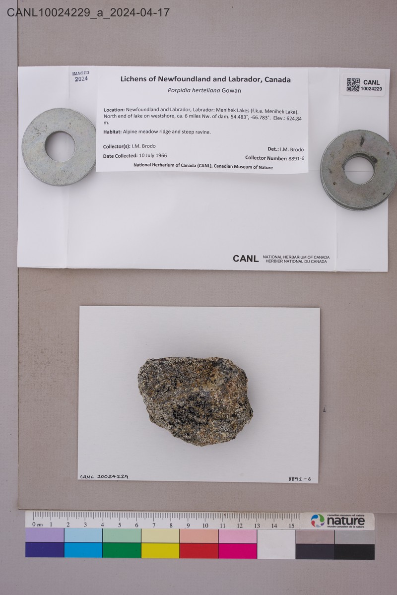 Hertel's Porpidia Lichen photo 3