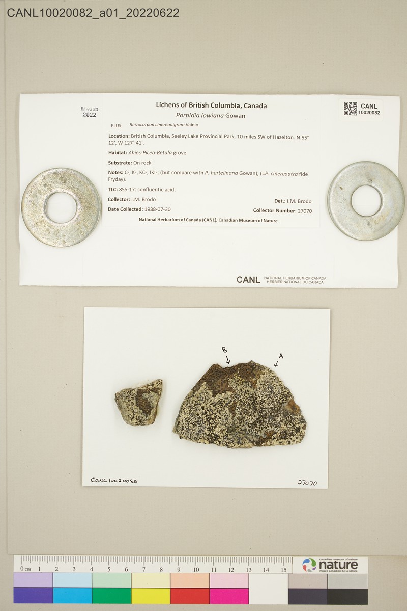 Porpidia Lichen