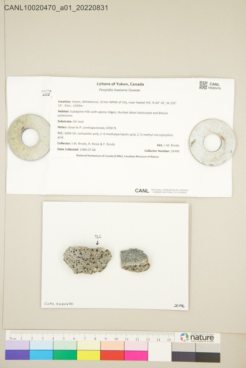 Porpidia Lichen photo 2