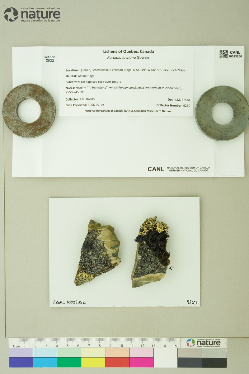 Porpidia Lichen photo 6