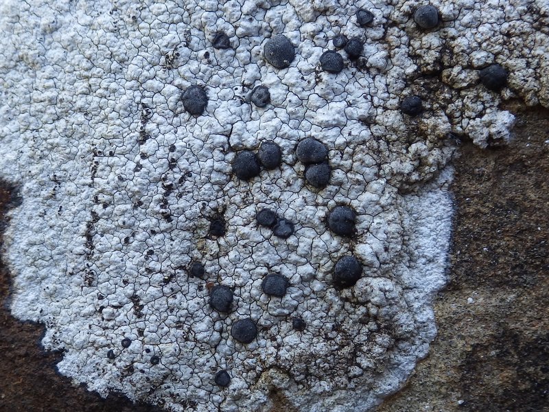 Porpidia Lichen