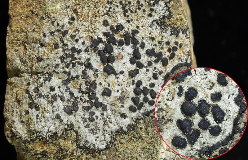 Porpidia Lichen photo 2