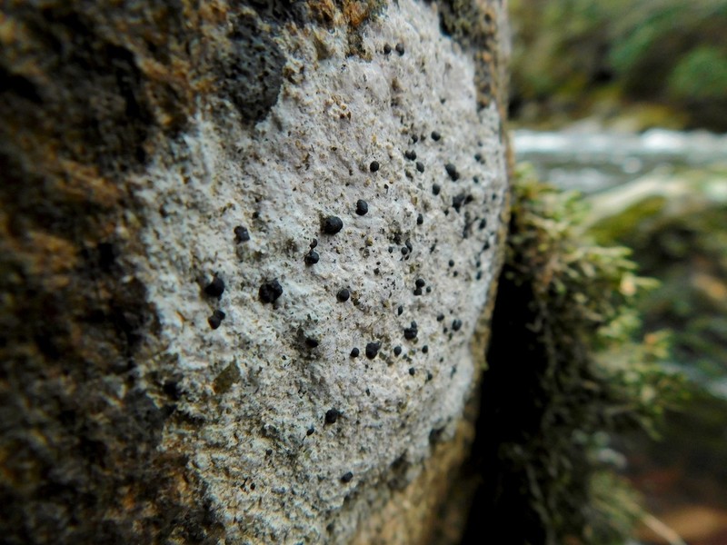 Porpidia Lichen photo 3