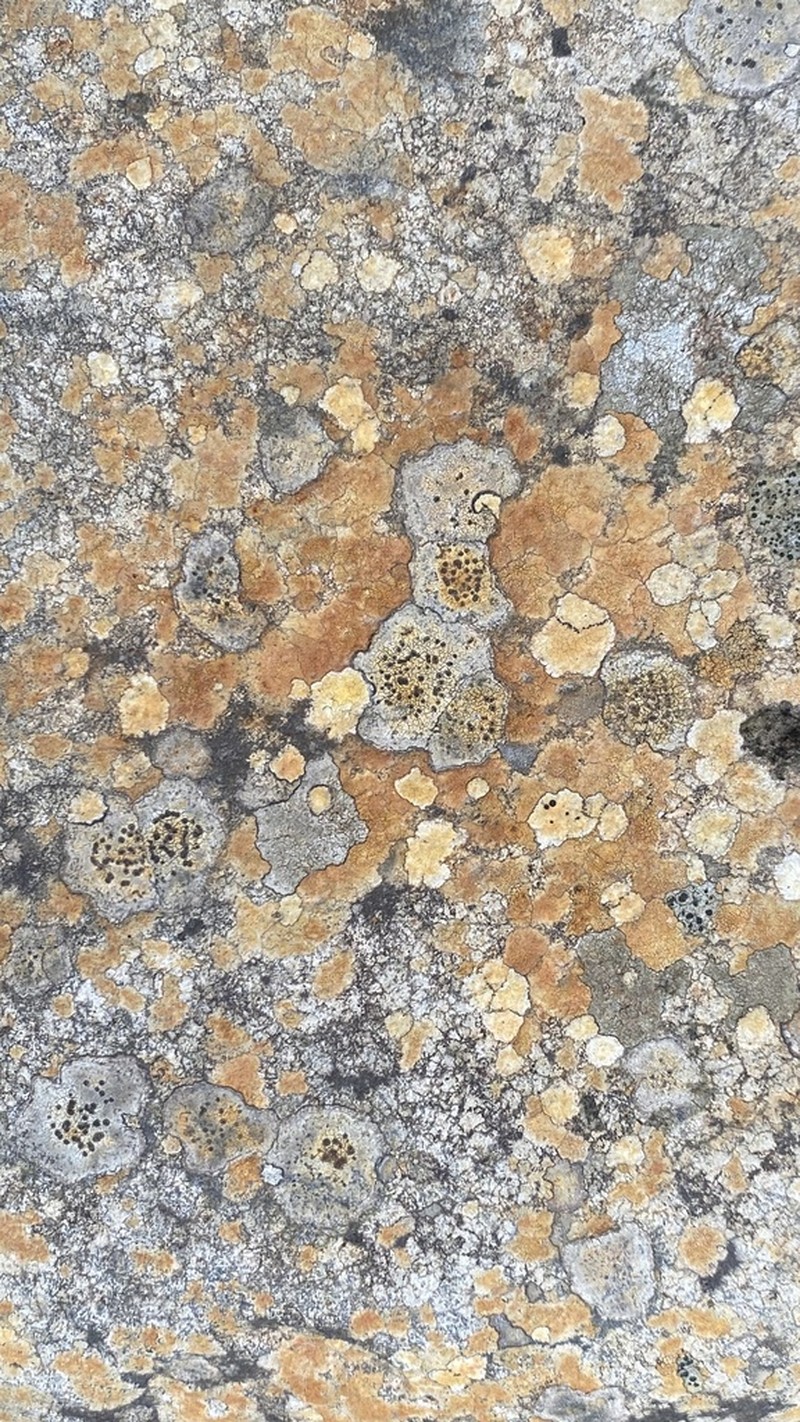 Porpidia Lichen photo 4