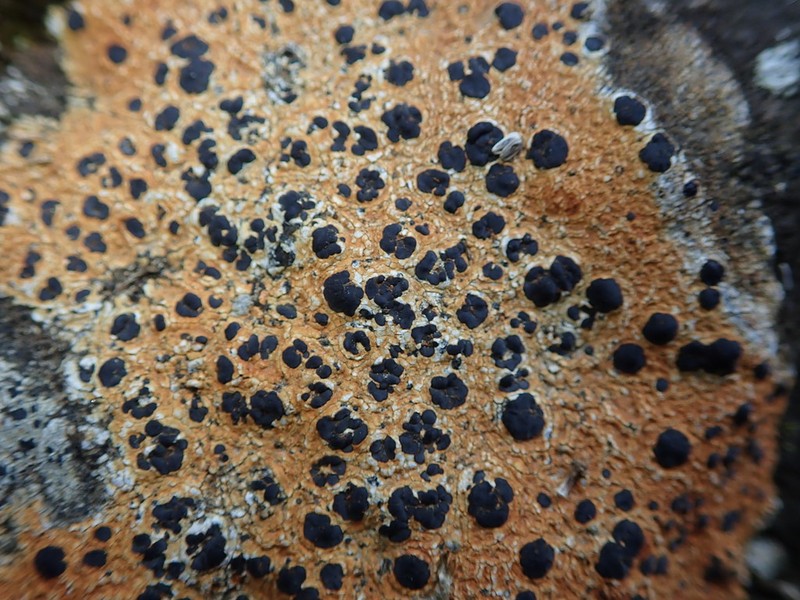 Porpidia Lichen photo 5
