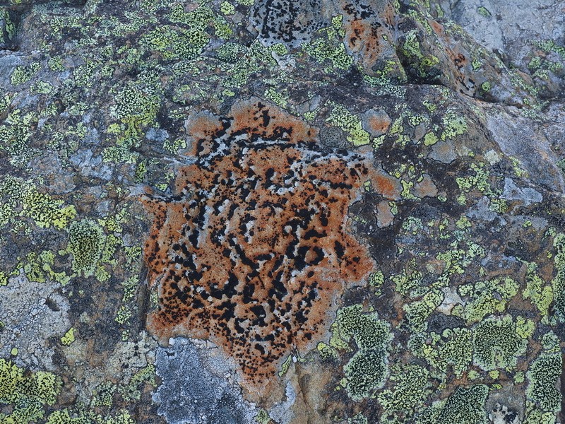 Porpidia Lichen photo 6