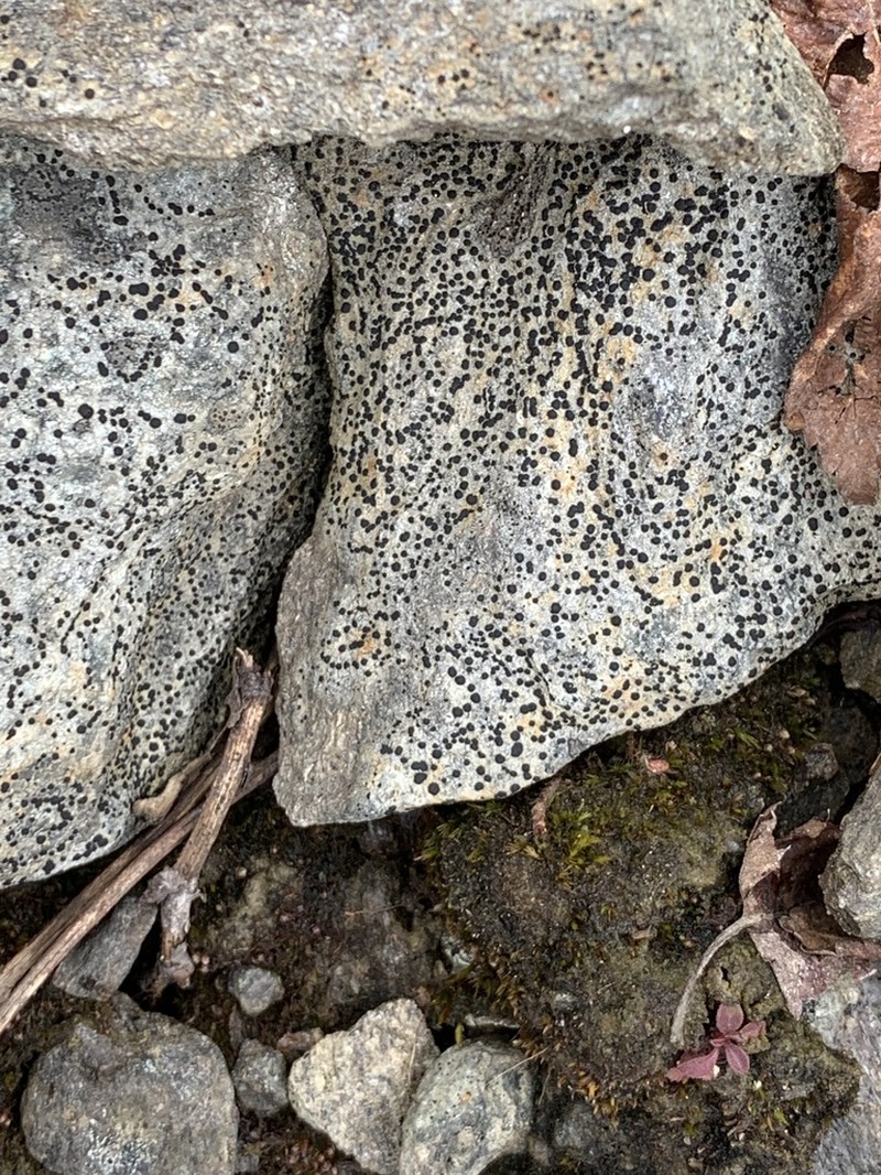 Porpidia Lichen photo 7