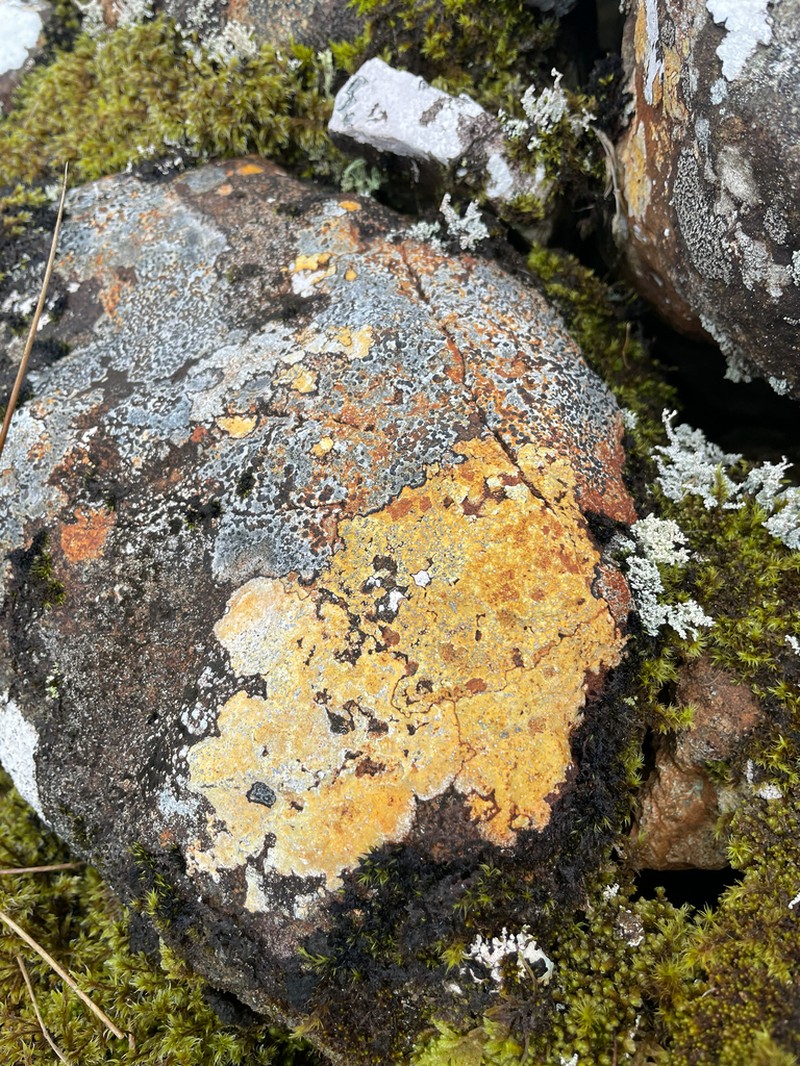 Porpidia melinodes photo 2