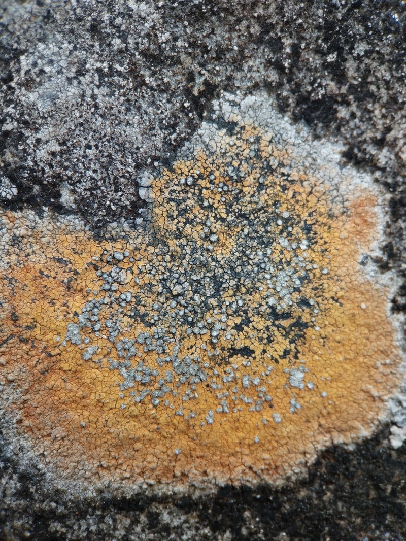 Porpidia melinodes photo 3