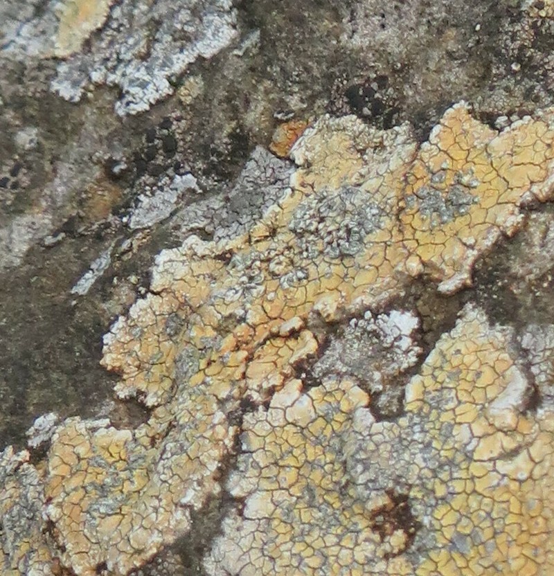 Porpidia melinodes photo 4