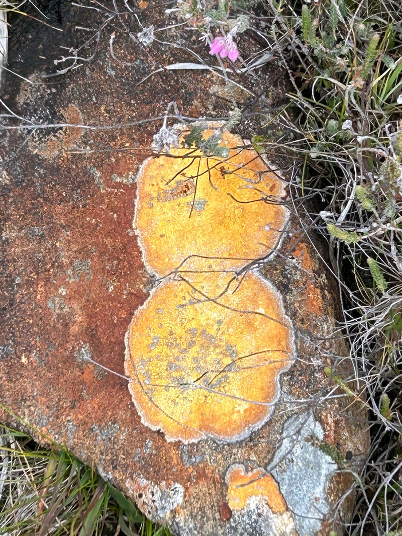 Porpidia melinodes photo 5