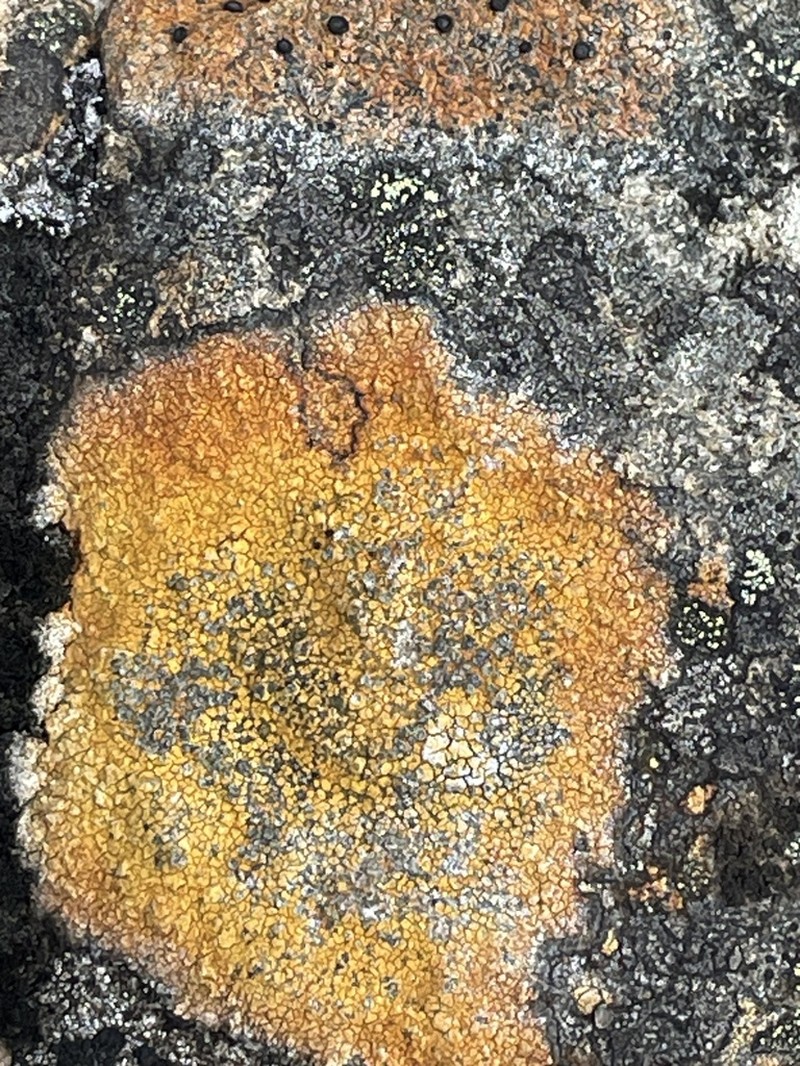 Porpidia melinodes photo 6