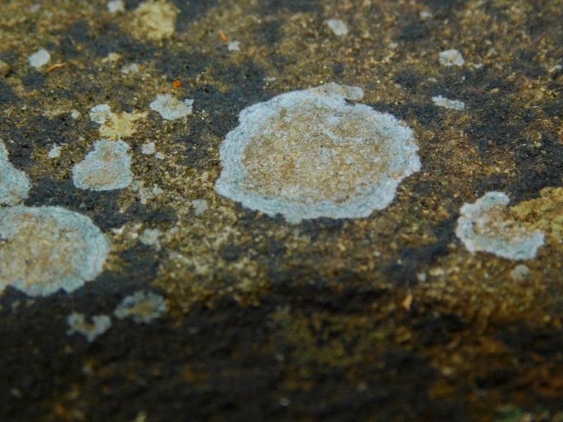 Porpidia ochrolemma