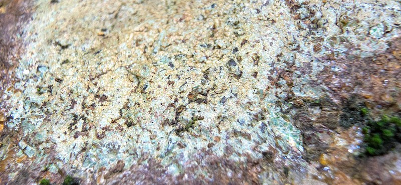 Porpidia ochrolemma photo 3