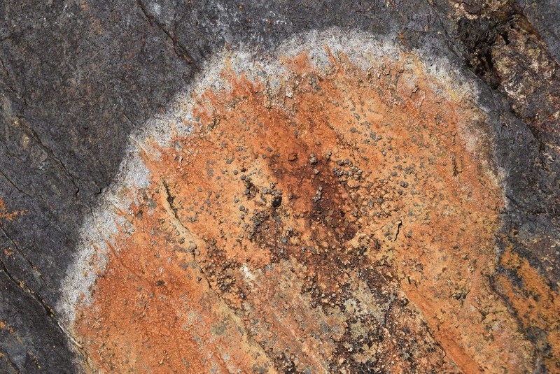 Porpidia ochrolemma photo 4