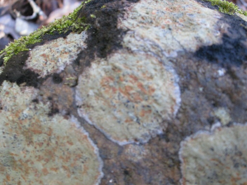 Porpidia ochrolemma photo 5