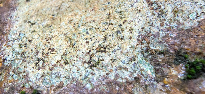 Porpidia ochrolemma photo 6