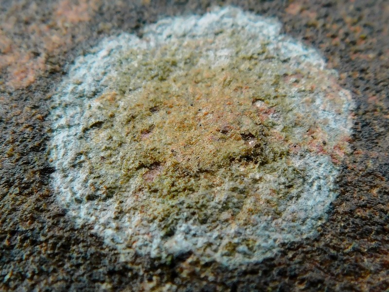 Porpidia ochrolemma photo 8