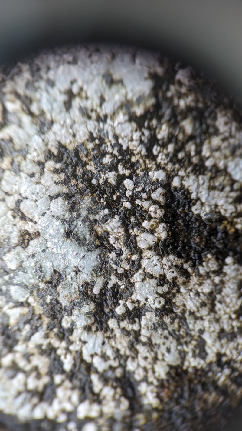 Porpidia Lichen photo 2