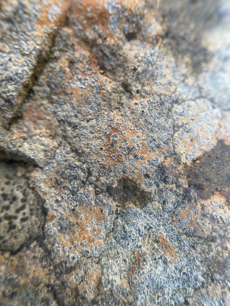 Porpidia Lichen photo 3