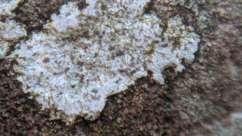 Porpidia Lichen photo 4