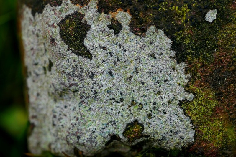 Porpidia Lichen photo 5