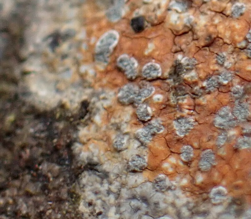 Porpidia Lichen photo 6