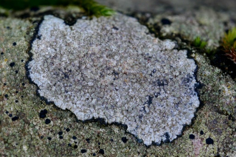 Porpidia Lichen photo 7