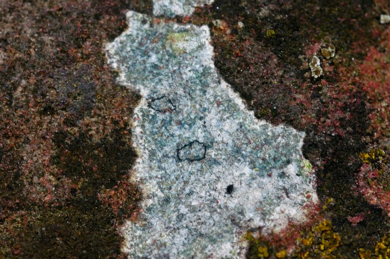 Porpidia Lichen photo 8