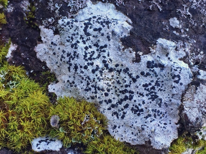 Porpidia Lichen