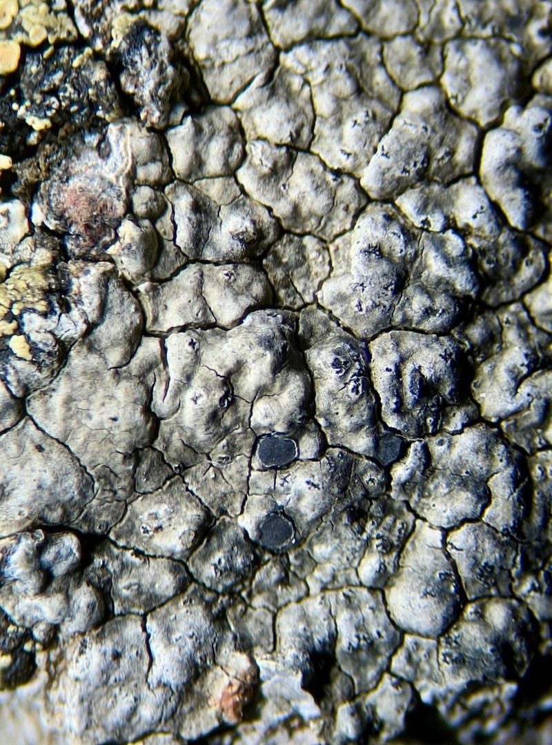 Porpidia Lichen photo 2