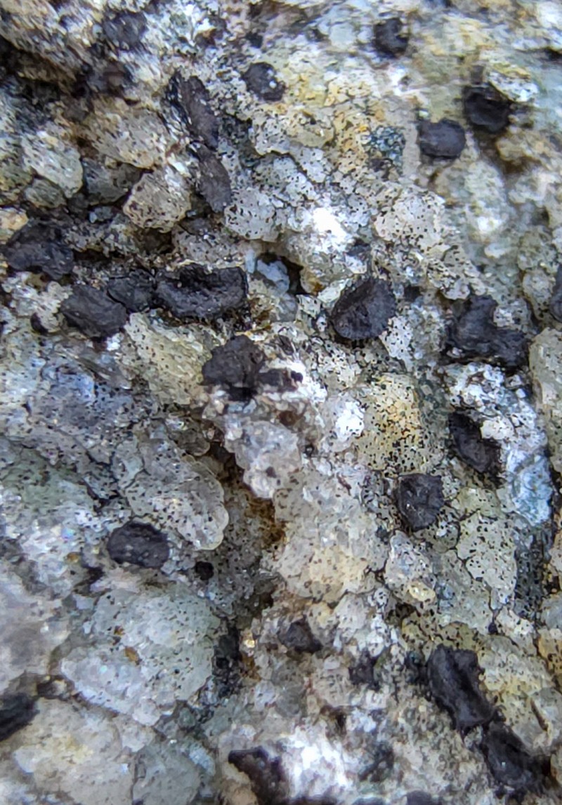 Porpidia Lichen