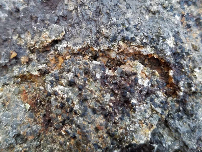 Porpidia Lichen photo 2