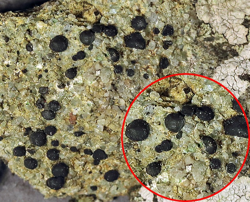 Porpidia Lichen photo 3