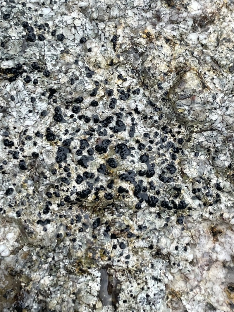 Porpidia Lichen photo 4