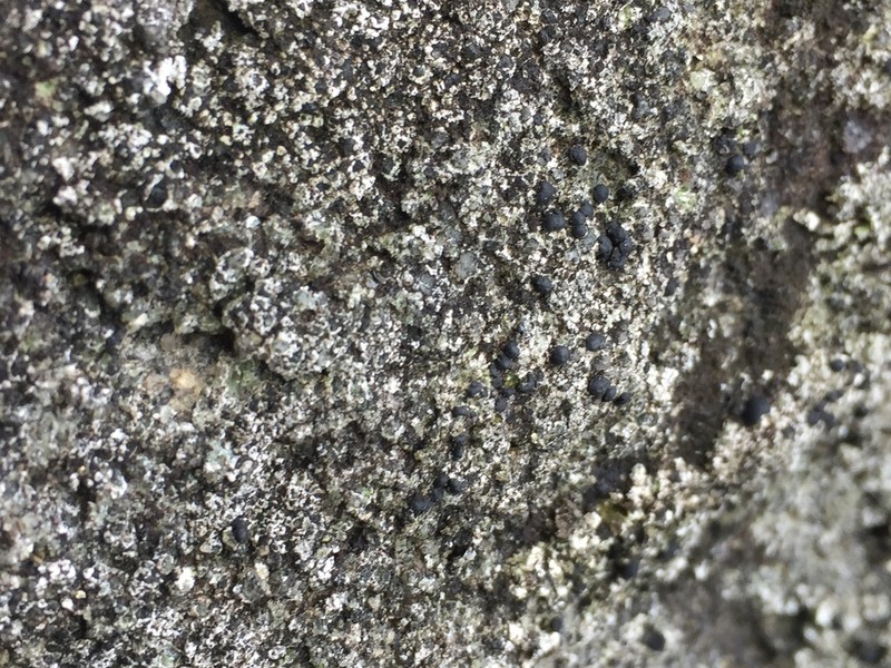 Porpidia Lichen photo 5