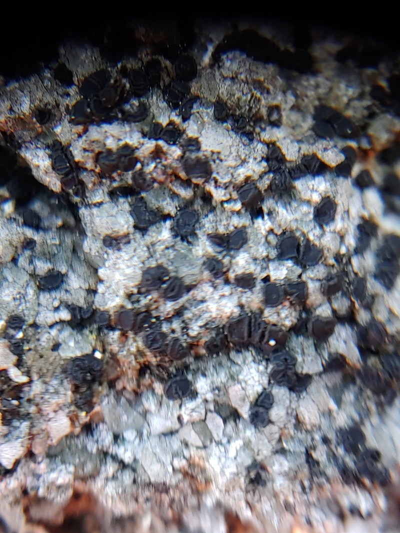 Porpidia Lichen photo 6