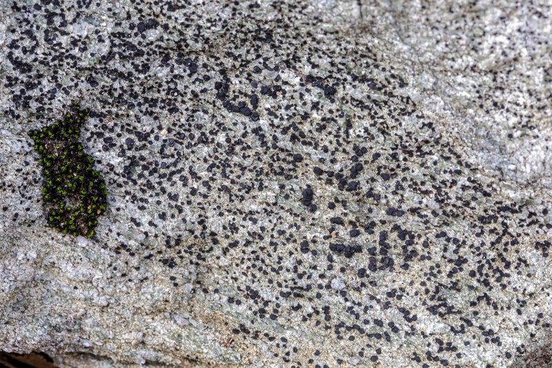 Porpidia Lichen photo 7