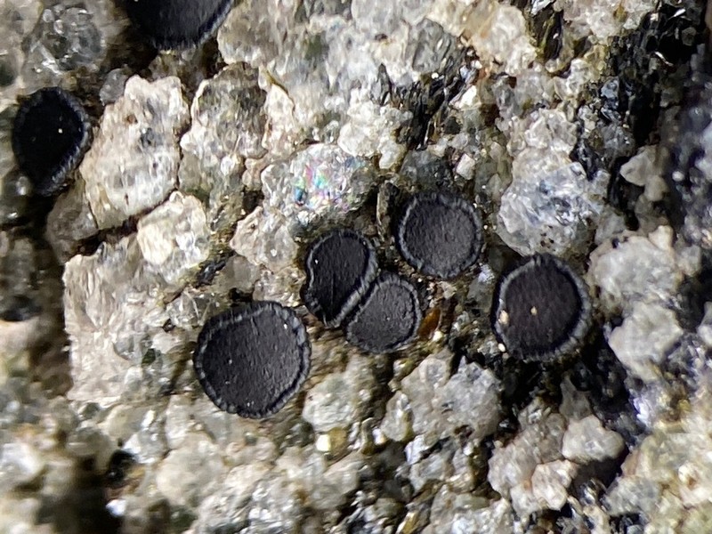 Porpidia Lichen photo 8
