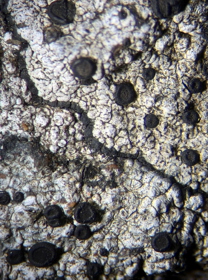 Superb Porpidia Lichen photo 3