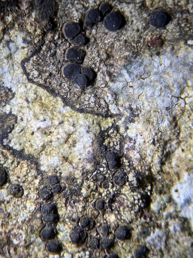 Superb Porpidia Lichen photo 4