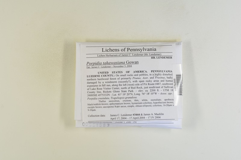 Tahawas Porpidia Lichen