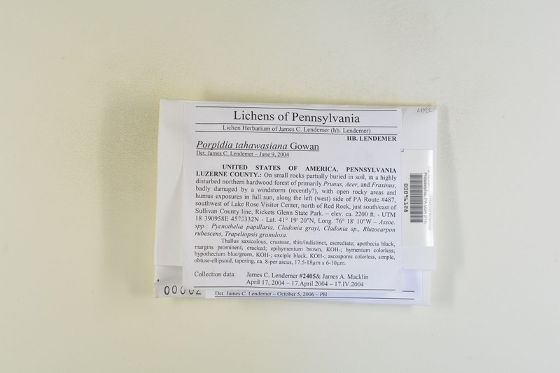 Tahawas Porpidia Lichen photo 2