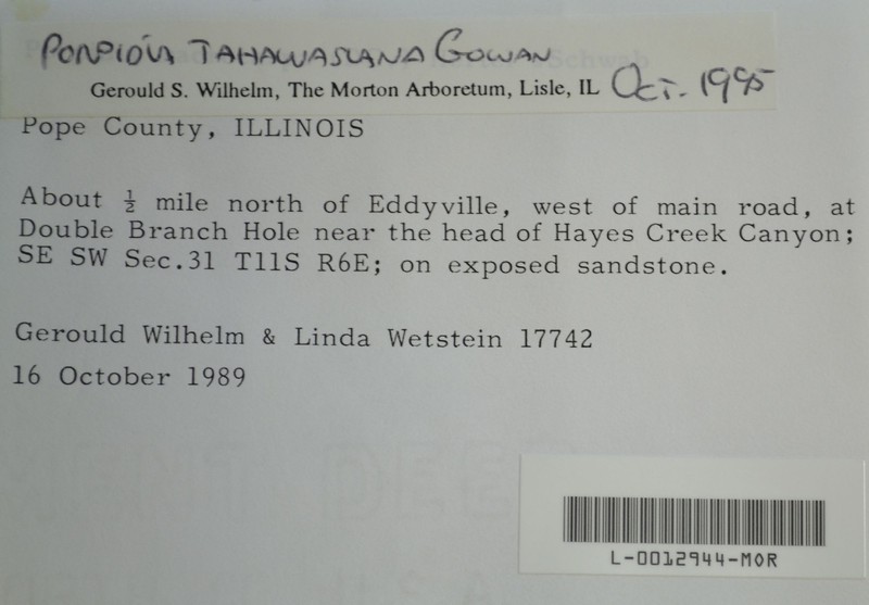 Tahawas Porpidia Lichen photo 8